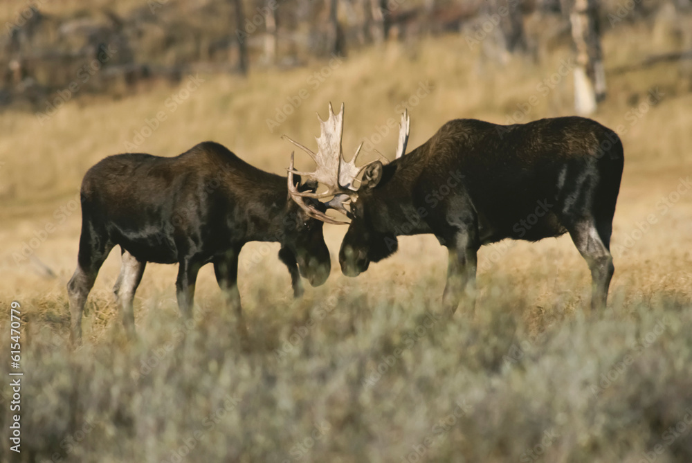 Pair of Bull Moose (Alces alces) standing head to head in a meadow in Willow Park, Yellowstone National Park, Wyoming, USA; Wyoming, United States of America Pair of Bull Moose (Alces alces) standing head to head in a meadow in Willow Park, Yellowstone National Park, Wyoming, USA; Wyoming, United States of America