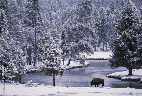 An American bison (Bison bison) alongside a river in a snowy forest in Yellowstone National Park, USA; United States of America photo