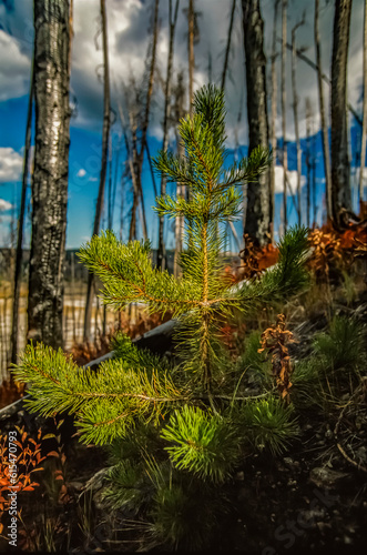 New growth after the forest fire of 1988, near Grand Prismatic spring, Midway Geyser Basin, Yellowstone National Park, Wyoming, USA; Wyoming, United States of America photo