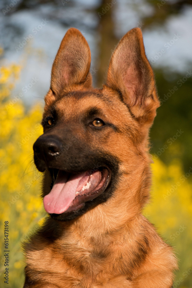 beautiful german shepherd head portrait of a puppy with funny ears in the yellow rape seed field beautiful german shepherd head portrait of a puppy with funny ears in the yellow rape seed field