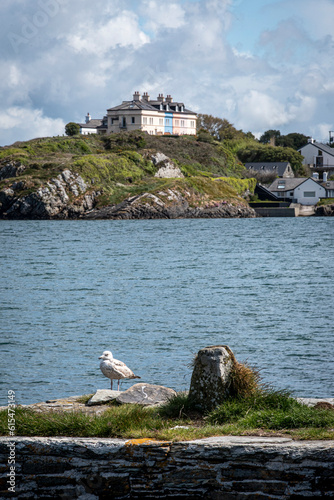 Seagull (Larinae) standing on the shore with coastguard cottages in the background on the cliffs at Crookhaven along the shore of Mizen Head; Crookhaven, West Cork, Ireland photo