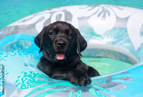 Close-up portrait of a Black Labrador retriever puppy (Canis Lupus Familiaris) staying afloat in an inner tube in turquoise water; Maui, Hawaii, United States of America photo
