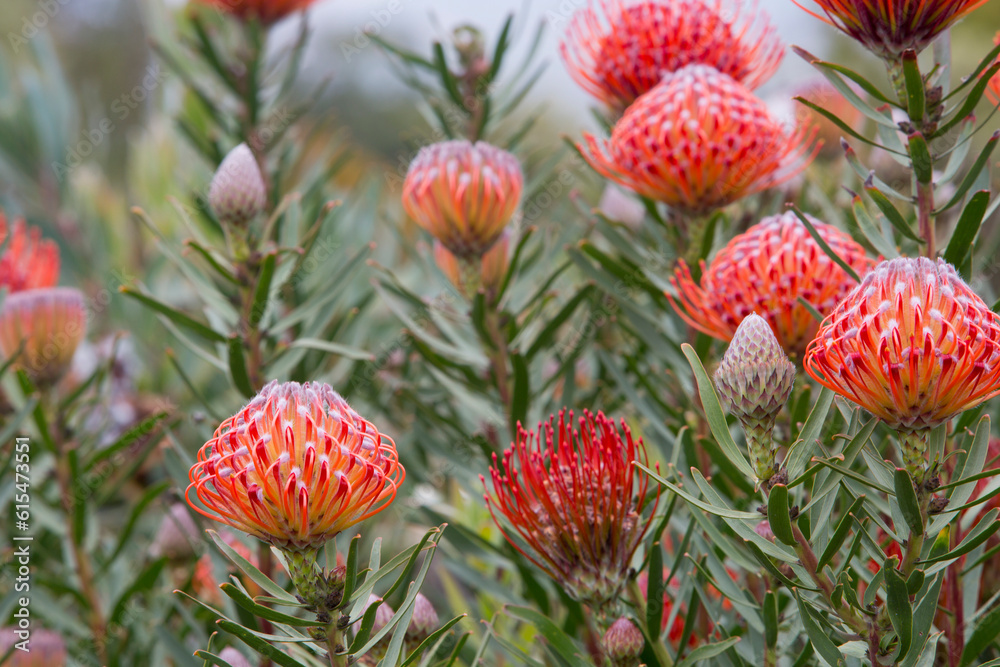Close-up of red and orange Leucospermum, Proteaceae, commonly known as Pincushion Protea, found in Upcountry Maui; Upcountry Maui, Maui, Hawaii, United States of America Close-up of red and orange Leucospermum, Proteaceae, commonly known as Pincushion Protea, found in Upcountry Maui; Upcountry Maui, Maui, Hawaii, United States of America