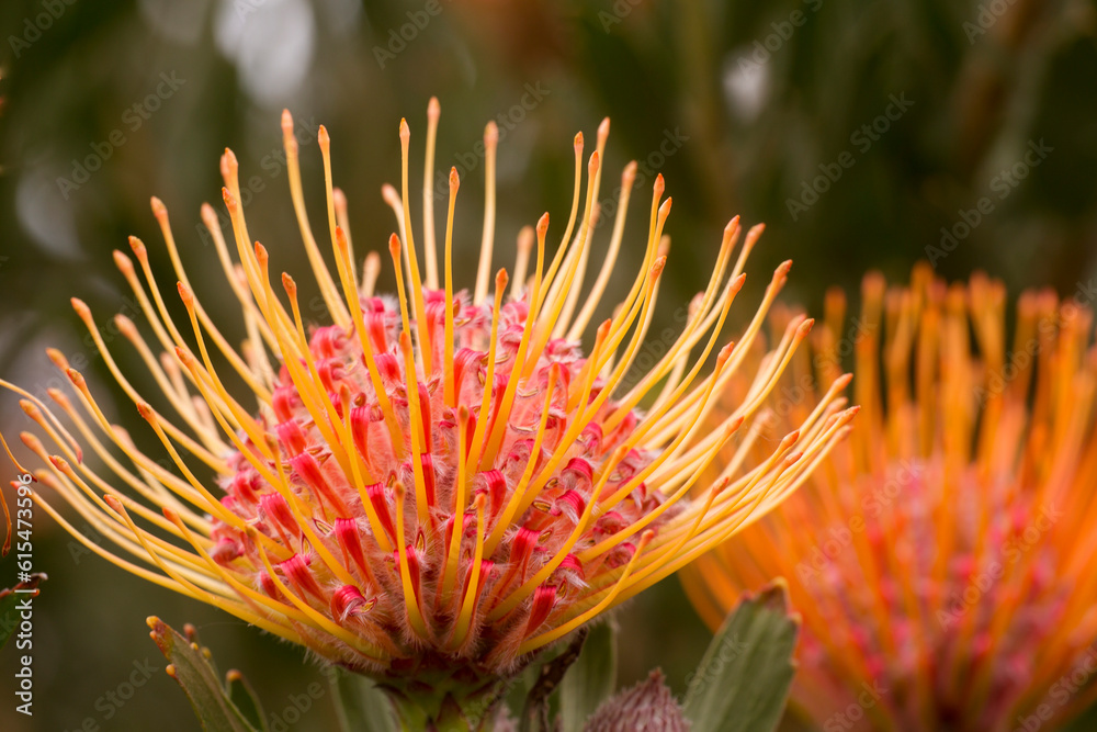 Close-up of yellow, red and orange Pincushion Proteas (Leucospermum, Proteaceae); Upcountry Maui, Maui, Hawaii, United States of America Close-up of yellow, red and orange Pincushion Proteas (Leucospermum, Proteaceae); Upcountry Maui, Maui, Hawaii, United States of America