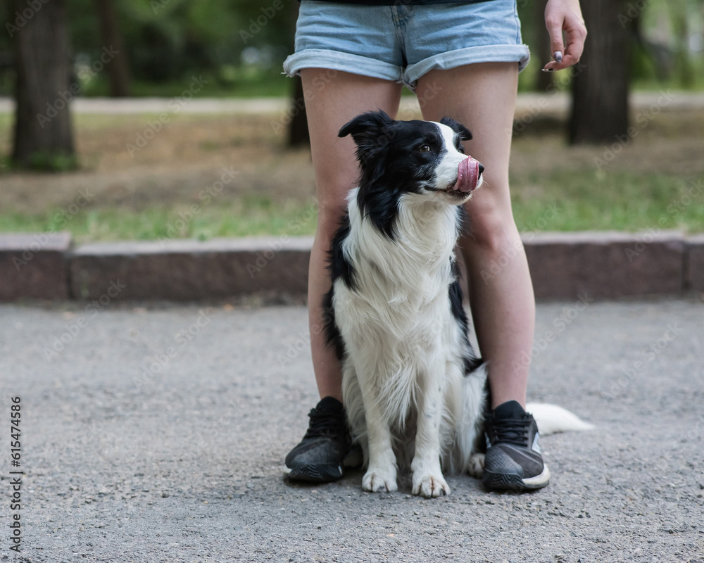 Black and white border collie sits at the legs of the owner on a walk. Black and white border collie sits at the legs of the owner on a walk.