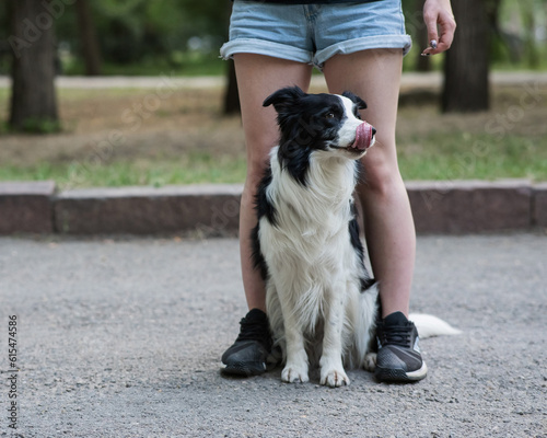 Black and white border collie sits at the legs of the owner on a walk.