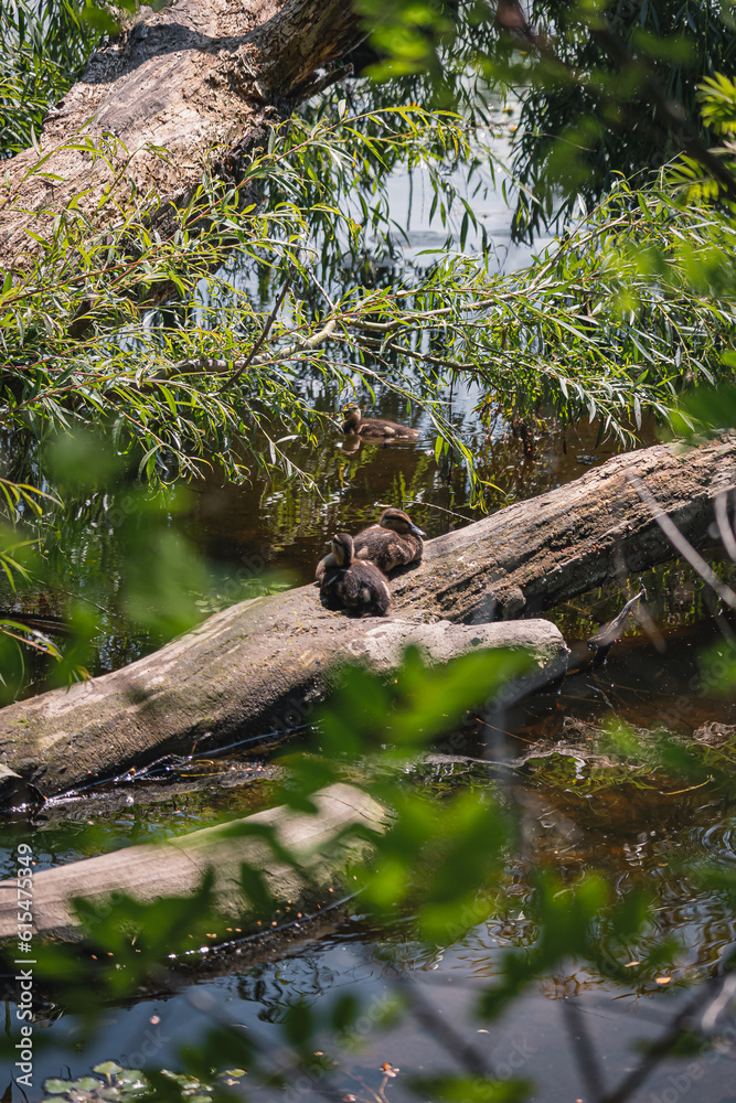 Fototapeta premium Ducks on the embankment in Denpr, near the river