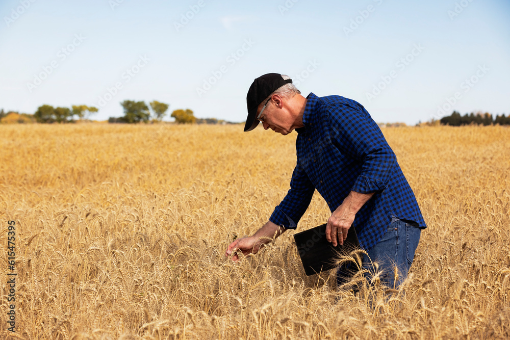 Farmer using a tablet to manage his harvest while standing in a fully ripened grain field and checking on the status of the wheat heads; Alcomdale, Alberta, Canada Farmer using a tablet to manage his harvest while standing in a fully ripened grain field and checking on the status of the wheat heads; Alcomdale, Alberta, Canada