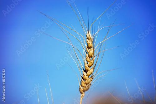 Close-up of fully ripened head of wheat at harvest time against a blue sky; Alcomdale, Alberta, Canada