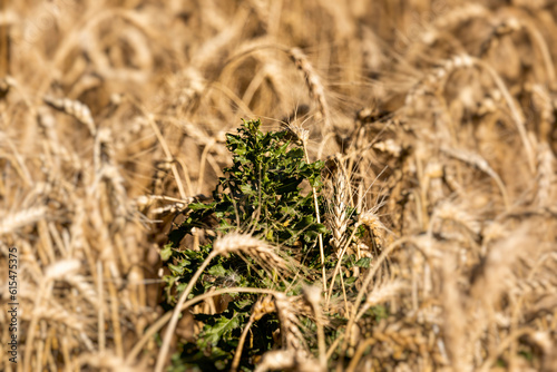 Canadian Thistle weed in a wheat crop at harvest; Alcomdale, Alberta, Canada photo