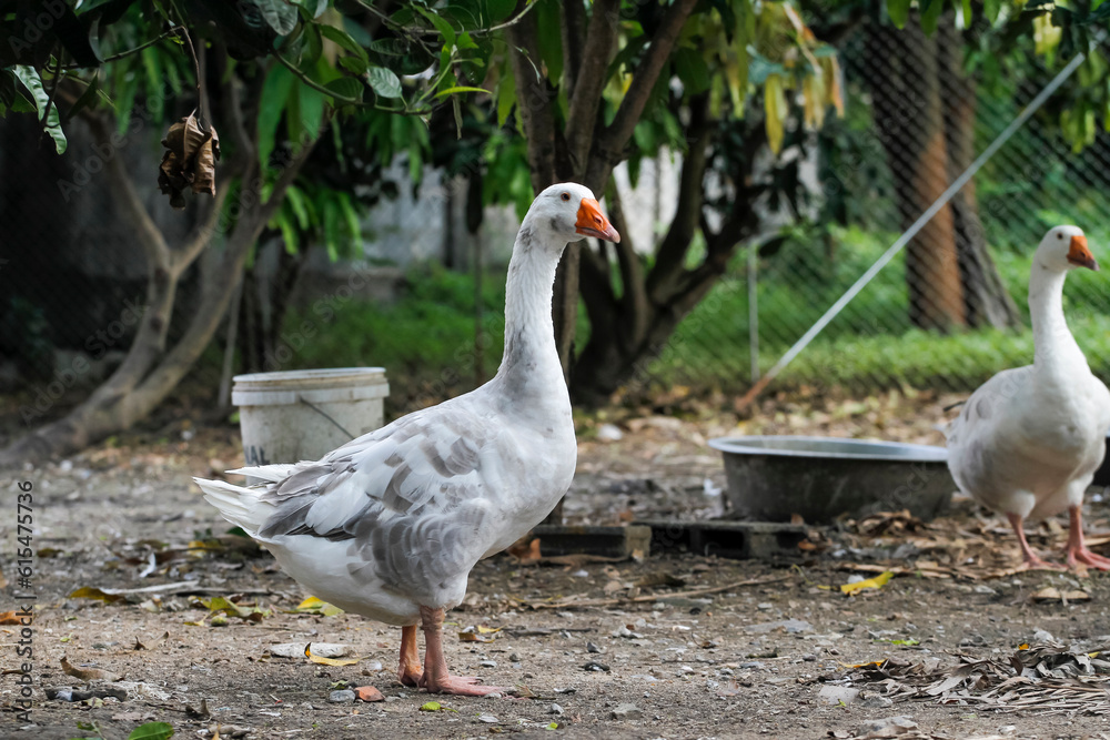 gray goose walking in farm at thailand gray goose walking in farm at thailand