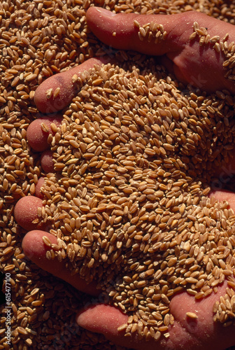 Handful of wheat grains; San Joaquin Valley, California, United States of America photo