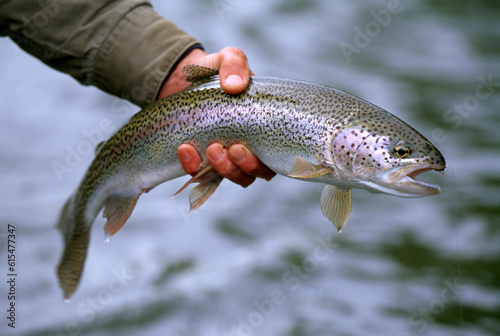 Fisherman holding a fresh caught Rainbow trout (Oncorhynchus mykiss) in Wood-Tikchick State Park, Alaska, USA; Alaska, United States of America