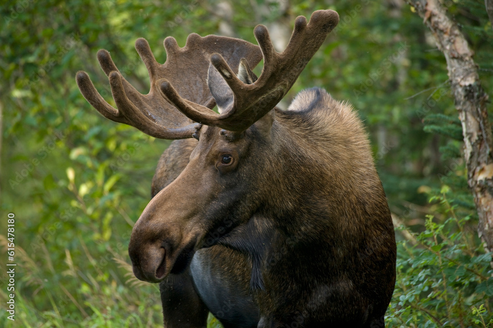 Portrait of a young male Moose (Alces alces) seen in the east side of Anchorage,Alaska, USA.; Anchorage, Alaska, United States of America Portrait of a young male Moose (Alces alces) seen in the east side of Anchorage,Alaska, USA.; Anchorage, Alaska, United States of America