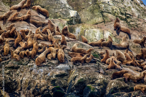 Steller sea lions (Eumetopias jubata) on rocks in Glacier Bay, Glacier Bay National Park and Preserve, Alaska, USA; Alaska, United States of America photo