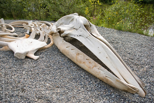 Animal bones lying on gravel; Anchorage, Alaska, United States of America photo