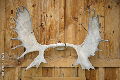 Antlers hang at a roadhouse in Alaska, USA; Katishna, Alaska, United States of America photo