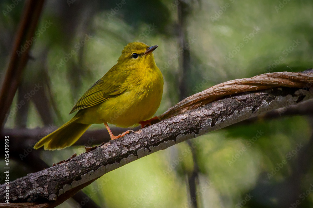 Naklejka premium Flavescent Warbler (Myiothlypis flaveola)