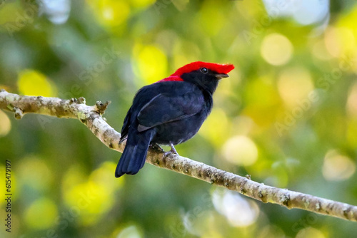 Konstfotografi Helmeted Manakin (Antilophia galeata)