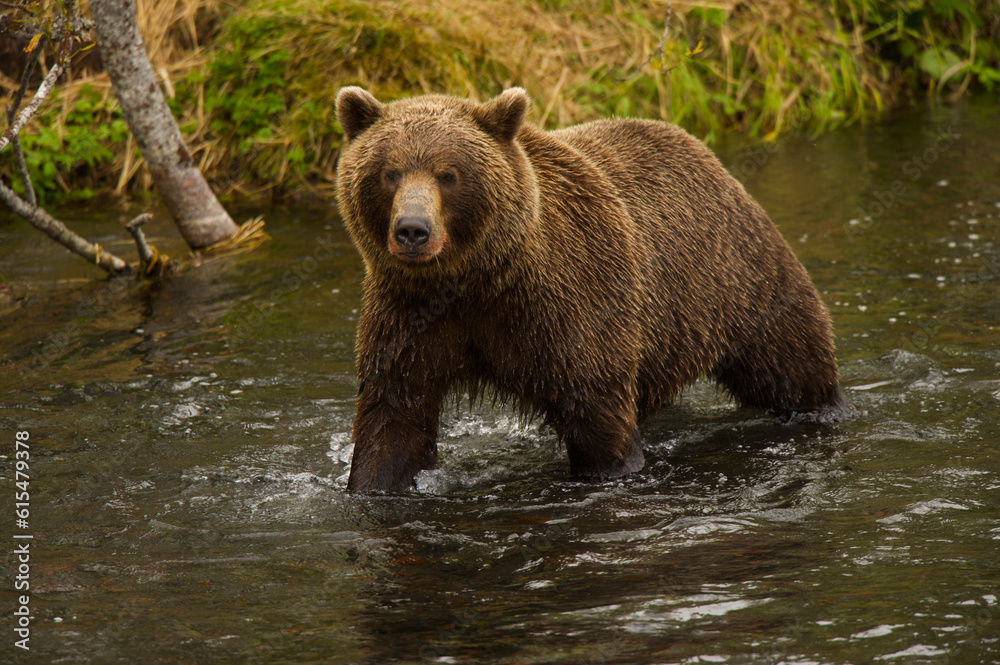 Kamchatka brown bear (Ursus arctos beringianus) in a stream; Kronotsky Zapovednik, Kamchatka, Russia Kamchatka brown bear (Ursus arctos beringianus) in a stream; Kronotsky Zapovednik, Kamchatka, Russia