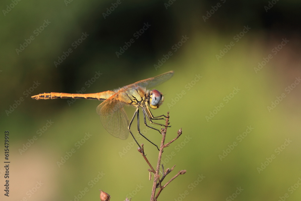 Dragonfly Macro (Depth Of Field) Dragonfly Macro (Depth Of Field)