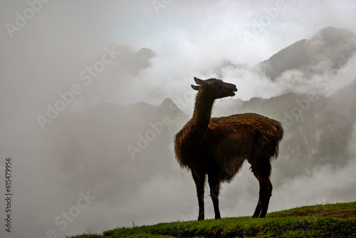 Llama (Lama glama) on cloud shrouded Machu Picchu; Machu Picchu, Peru photo