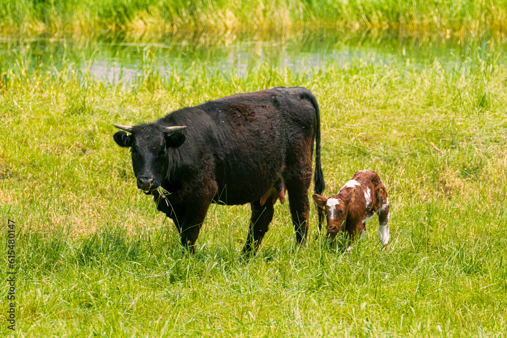 Cow and calf in Jess Valley - Modoc County California, USA Cow and calf in Jess Valley - Modoc County California, USA