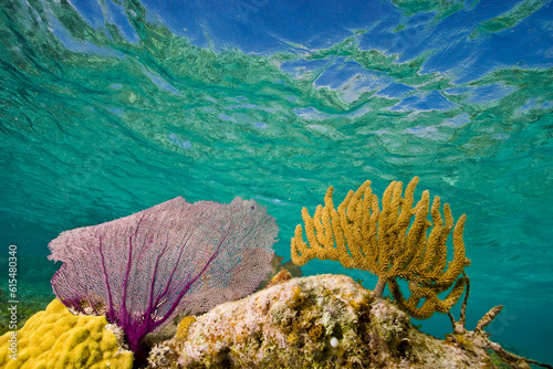 Underwater view of a coral reef in Belize; Turneffe Island, Belize photo