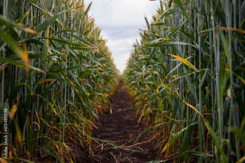 Wheat field after rain 