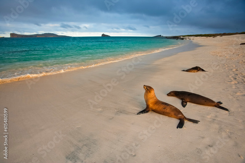 Sea lions (Zalophus californianus wollebaeki) heading towards the water from the beach on Espanola Island; Espanola Island, Galapagos Islands, Ecuador photo