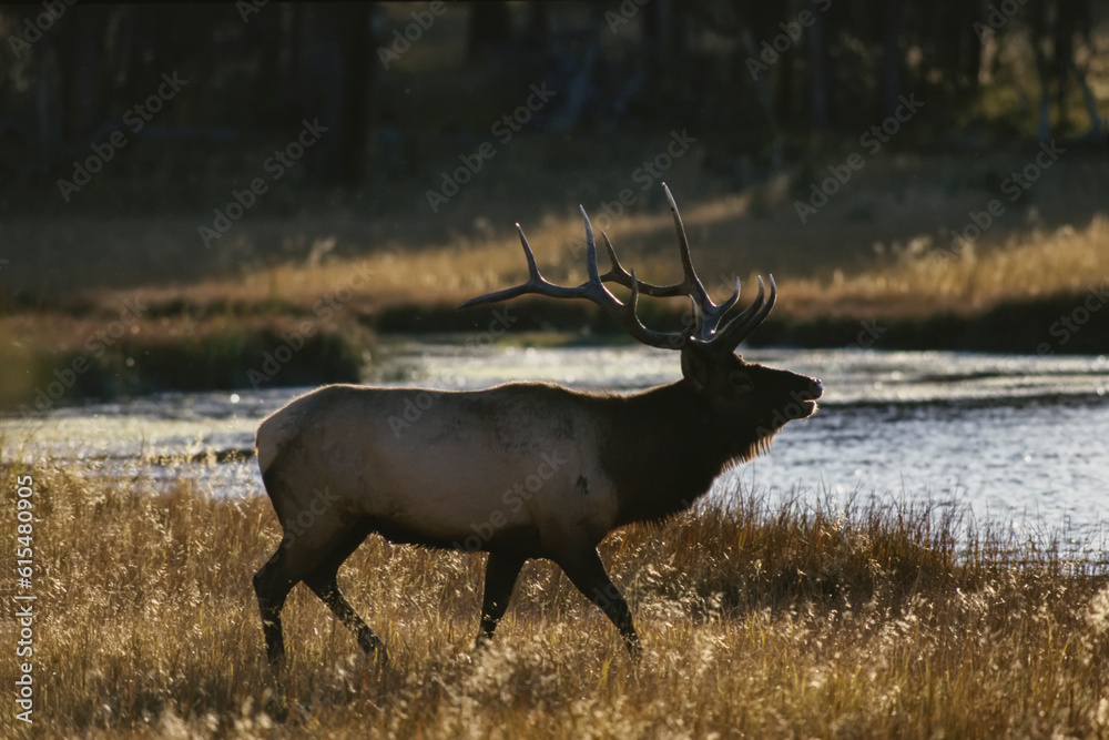 American elk (Cervus canadensis), or wapiti, walking along the Madison River in Yellowstone National Park; United States of America American elk (Cervus canadensis), or wapiti, walking along the Madison River in Yellowstone National Park; United States of America