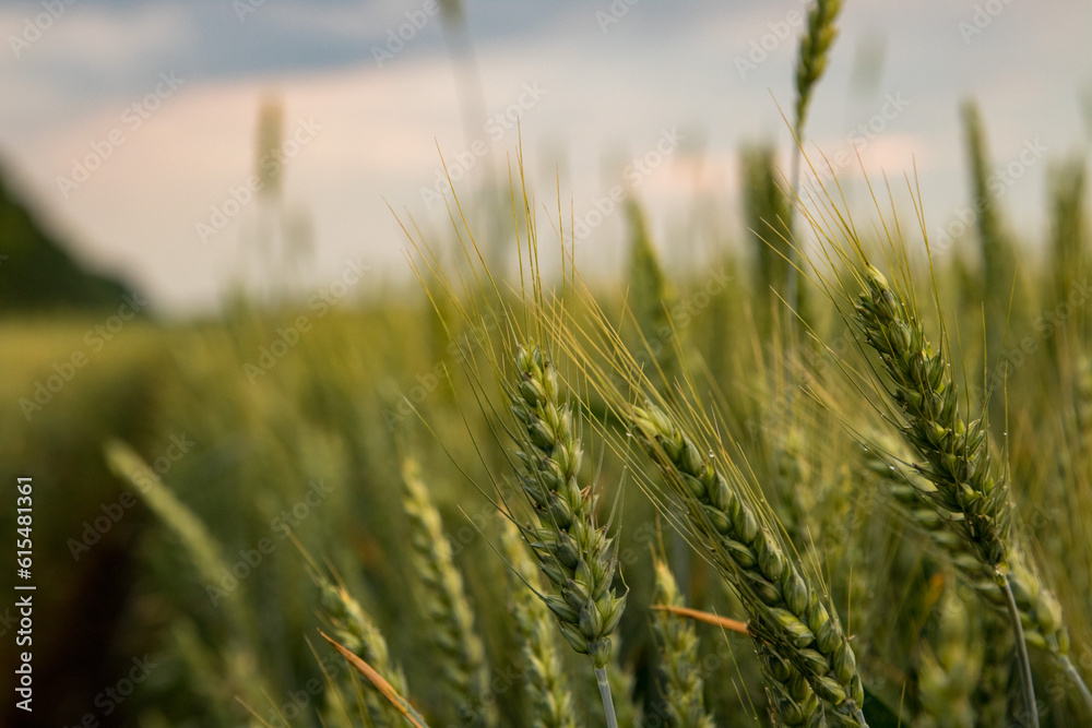 Fototapeta premium field of wheat