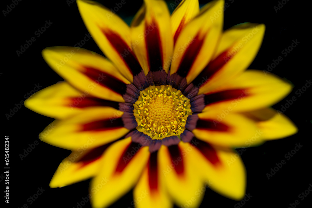 Close-up detail of a beautiful flower blossom with yellow petals striped with red and a yellow centre in a botanical garden; Annapolis Royal, Nova Scotia, Canada Close-up detail of a beautiful flower blossom with yellow petals striped with red and a yellow centre in a botanical garden; Annapolis Royal, Nova Scotia, Canada