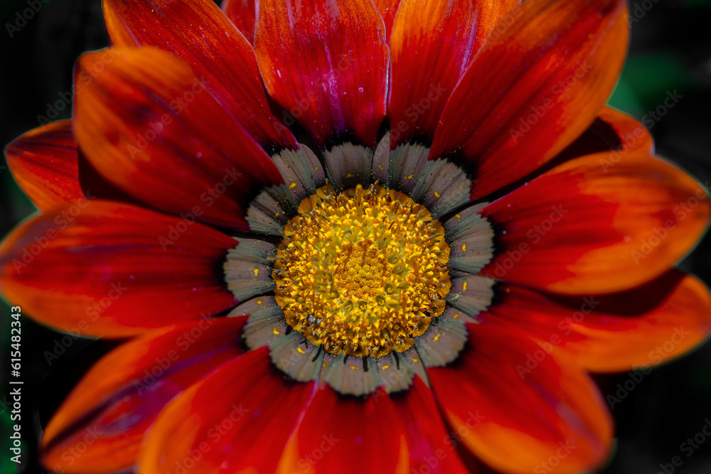 Close-up detail of a beautiful flower blossom with red petals and a yellow centre in a botanical garden; Annapolis Royal, Nova Scotia, Canada Close-up detail of a beautiful flower blossom with red petals and a yellow centre in a botanical garden; Annapolis Royal, Nova Scotia, Canada