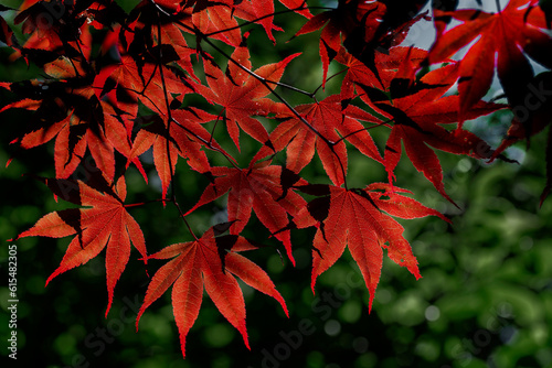 Red Japanese Maple (Acer palmatum) leaves at a botanical garden; Annapolis Royal, Nova Scotia, Canada