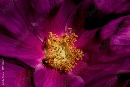 Full frame close-up detail of a Wild Brier Rose (Rosa rubiginosa) with yellow stamens; Brier Island, Nova Scotia, Canada photo