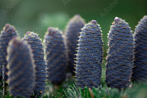 Blue Standard, Korean Fir (Abies koreana) tree cone at a botanical garden; Annapolis Royal, Nova Scotia, Canada