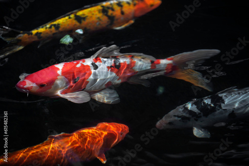 Koi Fish (Cyprinus rubrofuscus) in a pond; Canada photo