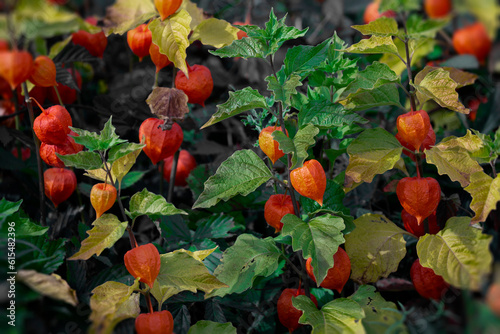 Ground Cherry (Physalis peruviana) plant with fruit; Bear River, Annapolis County, Nova Scotia, Canada