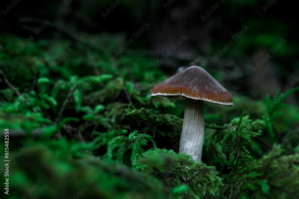 Mushroom on mossy forest floor; Annapolis County, Nova Scotia, Canada Mushroom on mossy forest floor; Annapolis County, Nova Scotia, Canada