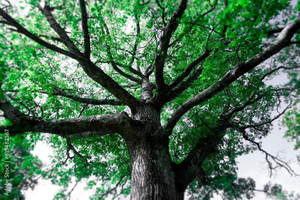Large Oak Tree (Quercus robur) with lush foliage; Bear River, Nova Scotia, Canada Large Oak Tree (Quercus robur) with lush foliage; Bear River, Nova Scotia, Canada