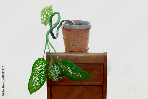 Tropical house plant on wooden side table against a white background; Nova Scotia, Canada