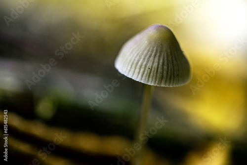 Small white mushroom in the forest floor; Digby County, Nova Scotia, Canada photo