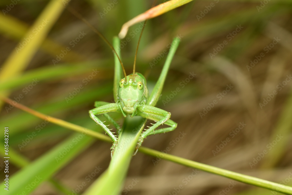 Green grasshopper on a plant leaf in full face. Green grasshopper on a plant leaf in full face.