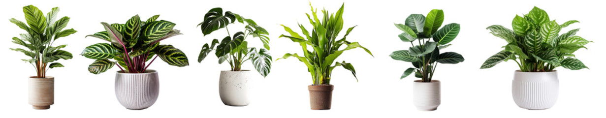 Collection of various houseplants displayed in ceramic pots with transparent background. Potted exotic house plants on white shelf against white wall. Home garden banner.