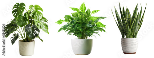 Collection of various houseplants displayed in ceramic pots with transparent background. Potted exotic house plants on white shelf against white wall. Home garden banner.