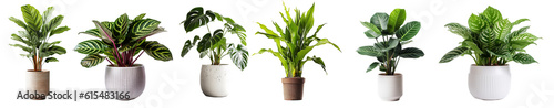 Fotografiet Collection of various houseplants displayed in ceramic pots with transparent background