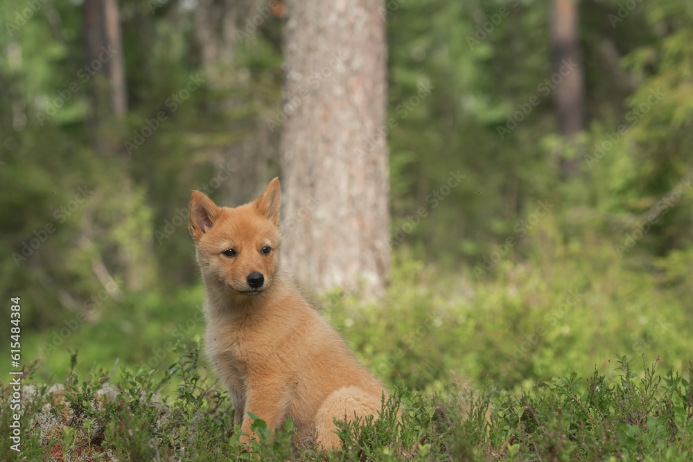 Young Finnish Spitz puppy is in the forest for the first time Young Finnish Spitz puppy is in the forest for the first time