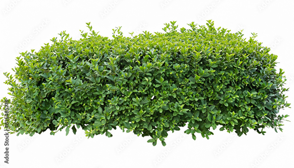 Obraz premium Hedge of plants isolated on white background. Bush of lush green leaves for garden design or landscaping. High-quality clipping mask for professional composition.
