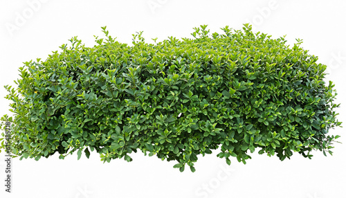 Hedge of plants isolated on white background. Bush of lush green leaves for garden design or landscaping. High-quality clipping mask for professional composition.